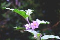 Purple eggplant flowers