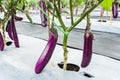 Purple eggplant fruit on field