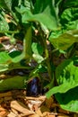 Purple eggplant growing in a kitchen garden, healthy summer vegetable Royalty Free Stock Photo