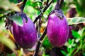 Purple eggplant grows in a garden bed. Growing natural vegetables on a farm or farmstead.
