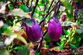 Purple eggplant grows in a garden bed. Growing natural vegetables on a farm or farmstead.