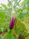 A purple eggplant in the field