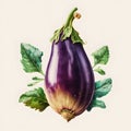 Purple eggplant vegetable, dark-fruited nightshade. Illustration of eggplant on a white background. Proper nutrition