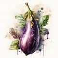 Purple eggplant vegetable, dark-fruited nightshade. Illustration of eggplant on a white background. Proper nutrition