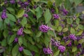 Purple elder berry bush ripe fruits Sambucus Adoxaceae adoxa