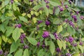 Purple elder berry bush ripe fruits Sambucus Adoxaceae adoxa