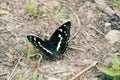 Purple emperor (Apatura iris) drinks water Royalty Free Stock Photo