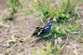 Purple emperor (Apatura iris) drinks water Royalty Free Stock Photo