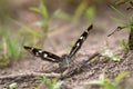 Purple emperor (Apatura iris) drinks water Royalty Free Stock Photo