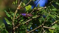 Purple emperor Apatura iris