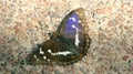 Purple emperor Apatura iris