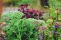 `Purple Emperor`, `Brilliant` and `Matrona` sedums.