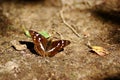 Purple emperor butterfly