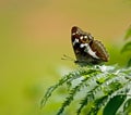 Purple Emperor butterfly Royalty Free Stock Photo