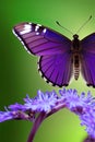 Purple Emperor Butterfly Animal. AI Generated.