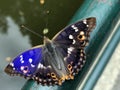 Purple Emperor butterfly Apatura iris, Der Grosse Schillerfalter Schmetterling ili Velika modra preljevica