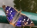 Purple Emperor butterfly Apatura iris, Der Grosse Schillerfalter Schmetterling ili Velika modra preljevica