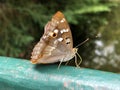 Purple Emperor butterfly Apatura iris, Der Grosse Schillerfalter Schmetterling ili Velika modra preljevica