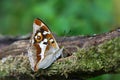 Purple Emperor butterfly on a branch Royalty Free Stock Photo