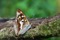 Purple Emperor butterfly on a branch