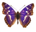 Purple emperor butterfly isolated