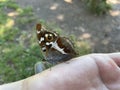 purple emperor butterfly licking probing sweat off the skin of a human