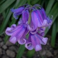 Lilac endymion under a macro lens Royalty Free Stock Photo