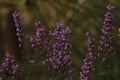 Purple Ericacea flowers blooming in summerin Pontevedra