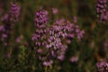 Purple Ericacea flowers blooming in summerin Pontevedra