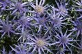 Purple eryngium or sea holly in full bloom Royalty Free Stock Photo