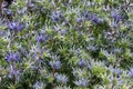 Purple eryngium or sea holly in full bloom Royalty Free Stock Photo