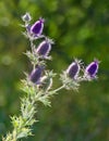Purple Eryngo wildflower (Eryngium leavenworthii) Royalty Free Stock Photo