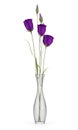 Purple eustoma flowers in glass vase on white