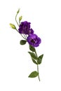 Purple eustoma flowers prairie gentian isolated on white background.