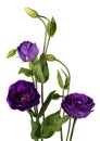 Purple eustoma flowers prairie gentian isolated on white background.