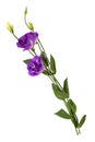 Purple eustoma flowers prairie gentian isolated on white background