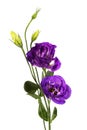 Purple eustoma flowers prairie gentian, lisianthus isolated on white background