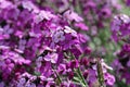Purple everlasting wallflower flower spikes