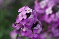 Purple everlasting wallflower flower spikes