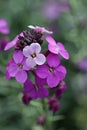 Purple everlasting wallflower flower spikes