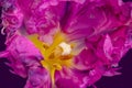 Surrealistic purple parrot tulip blossom in pop-art colors on violet background