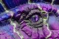 Purple eye of a predatory ancient lizard. Blue-violet skin background