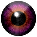 Purple eye texture with black fringe Royalty Free Stock Photo