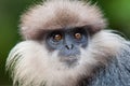 Purple-faced langur - monkey Royalty Free Stock Photo