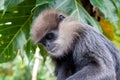 Purple-faced langur - monkey