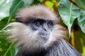 Purple-faced langur - monkey Royalty Free Stock Photo