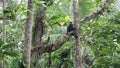 Purple-faced langur