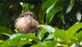 looking up for something important.the purple faced langur.galle, sri lanka. Royalty Free Stock Photo