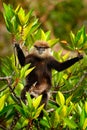 Purple-faced Langur, Trachypithecus vetulus, monkey sitting on the branch, nature tree habitat, Sri Lanka. Rare animal from Sri La Royalty Free Stock Photo