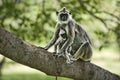 Purple faced leaf monkey with a baby Royalty Free Stock Photo